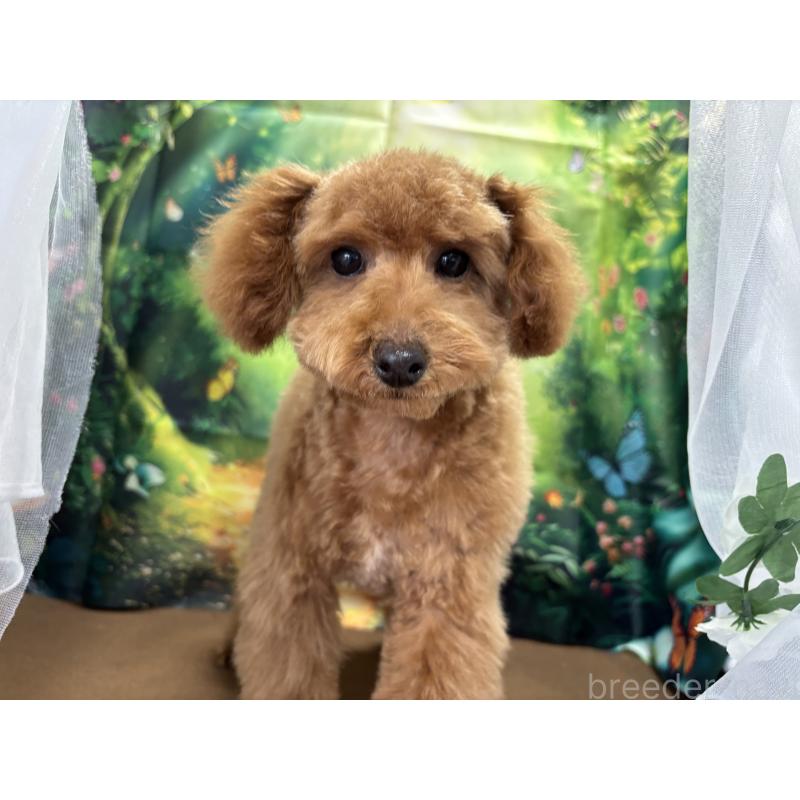 販売中の栃木県のタイニープードル-423582