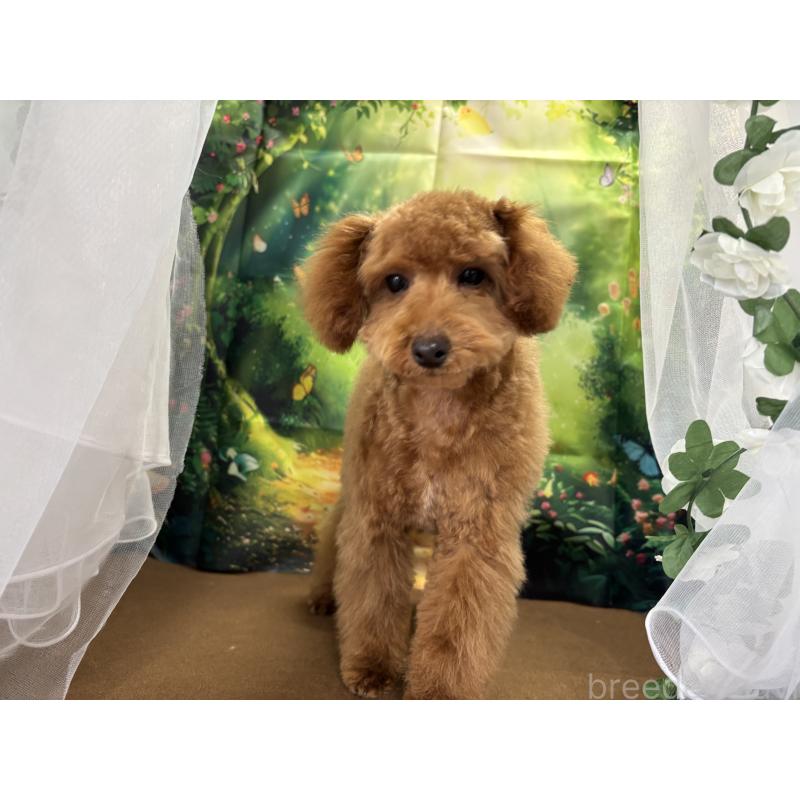 販売中の栃木県のタイニープードル-423582の10枚目