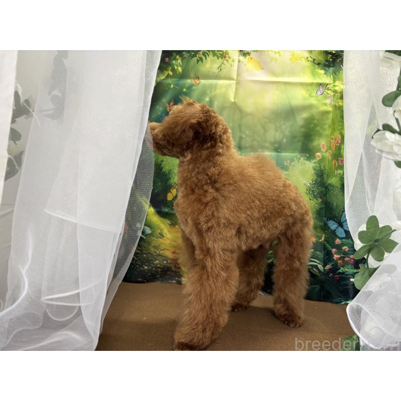 販売中の栃木県のタイニープードル-423582の9枚目