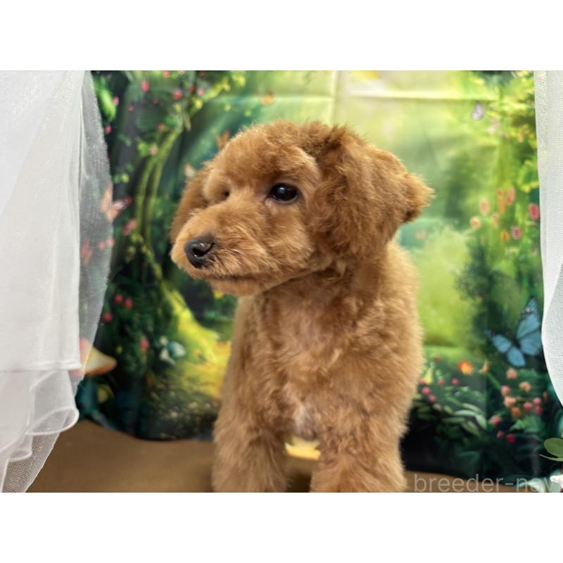 販売中の栃木県のタイニープードル-423582の8枚目