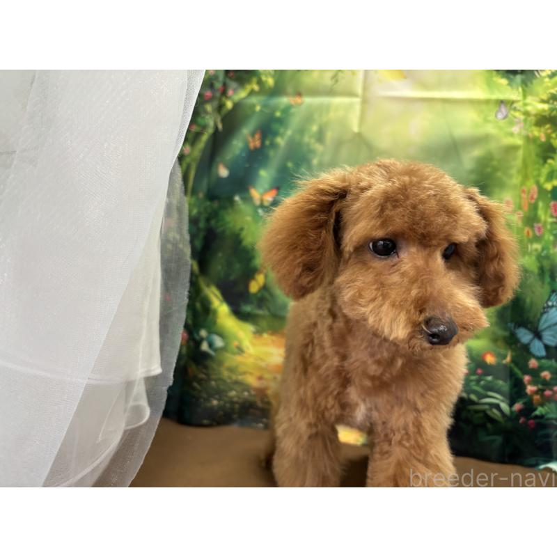 販売中の栃木県のタイニープードル-423582の7枚目