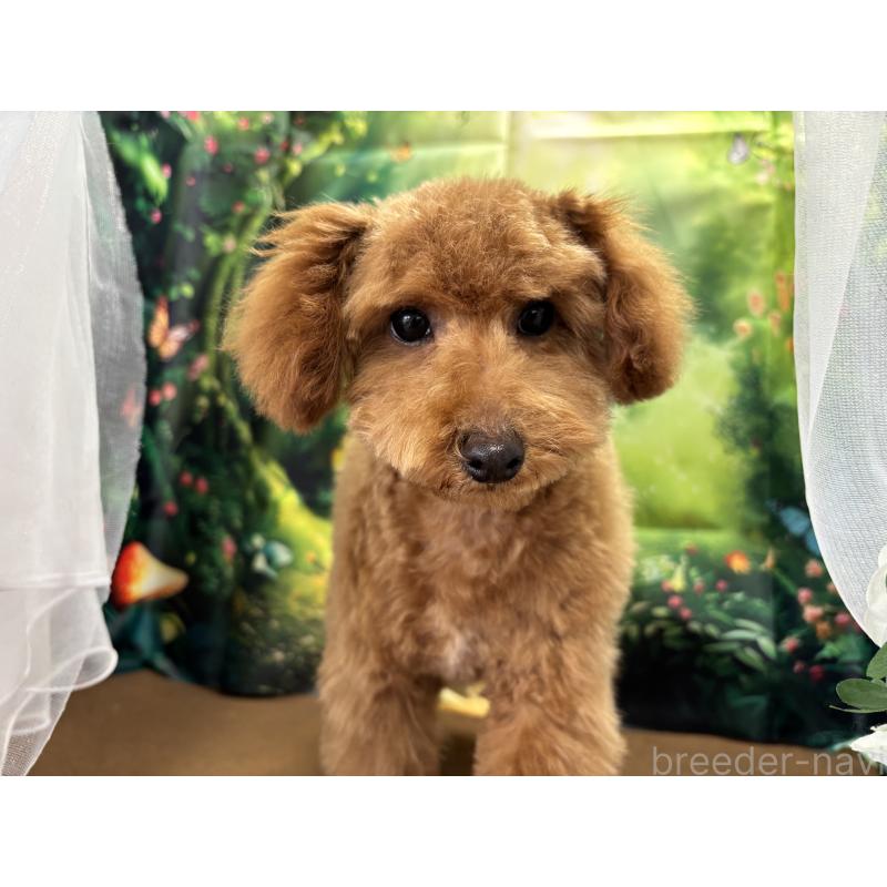 販売中の栃木県のタイニープードル-423582の5枚目