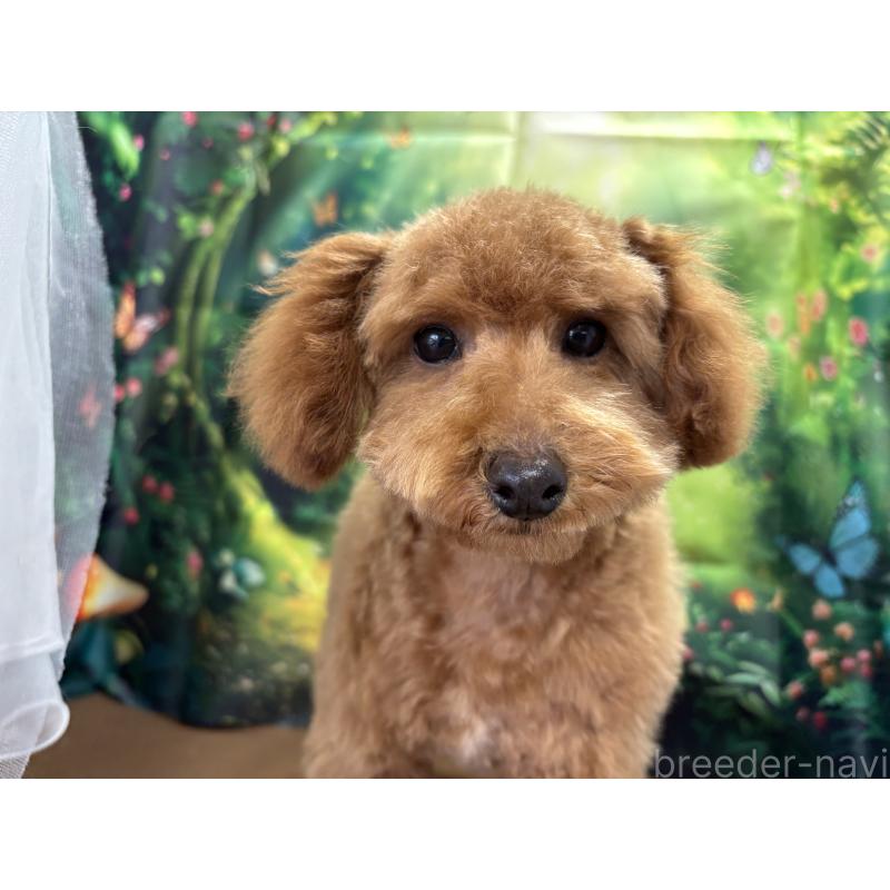 販売中の栃木県のタイニープードル-423582の4枚目