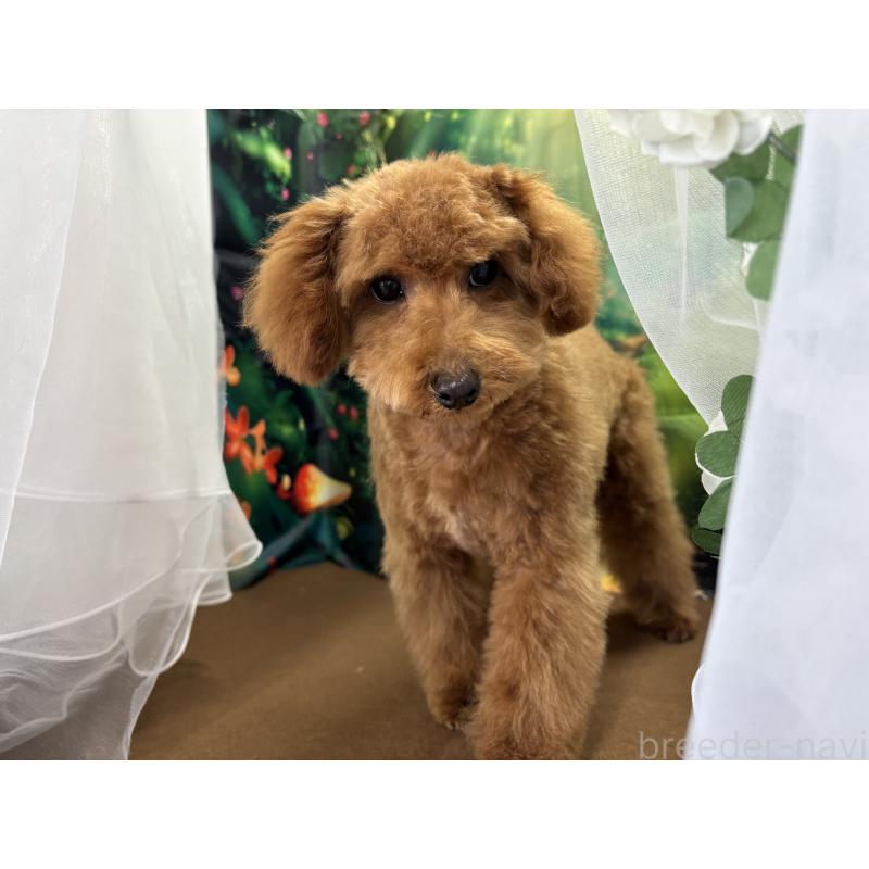 販売中の栃木県のタイニープードル-423582の3枚目