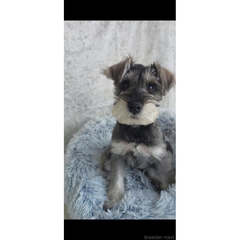 成約済の新潟県のミニチュアシュナウザー-439738の4枚目