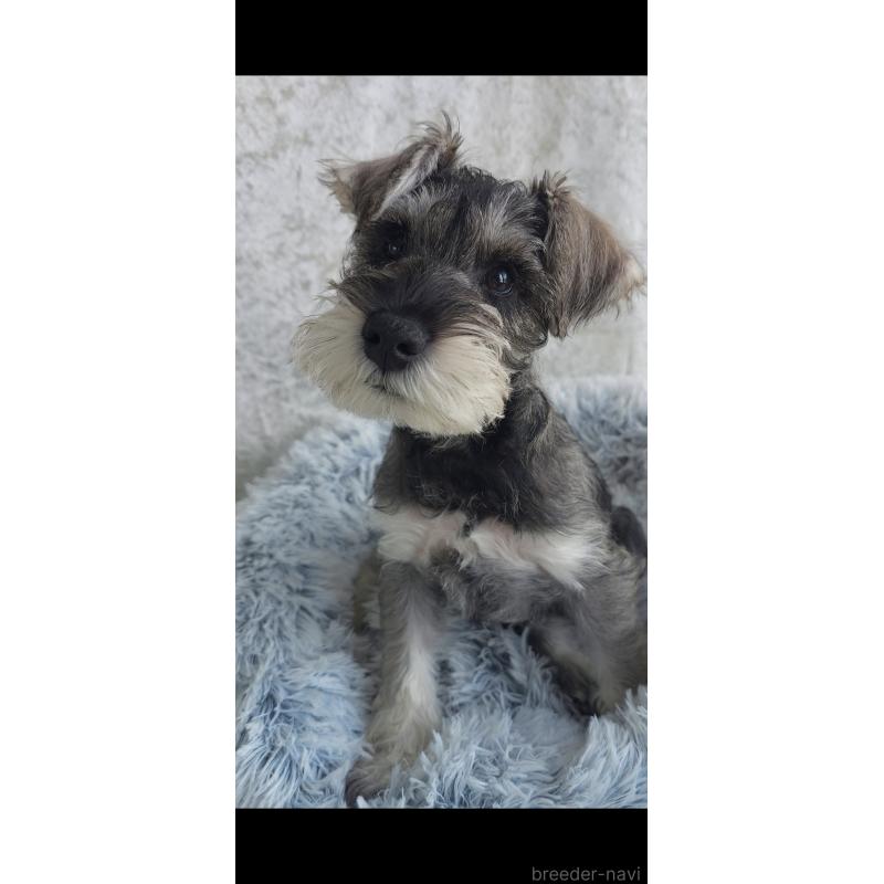 成約済の新潟県のミニチュアシュナウザー-439738の3枚目