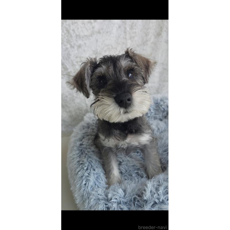 成約済の新潟県のミニチュアシュナウザー-439738の2枚目