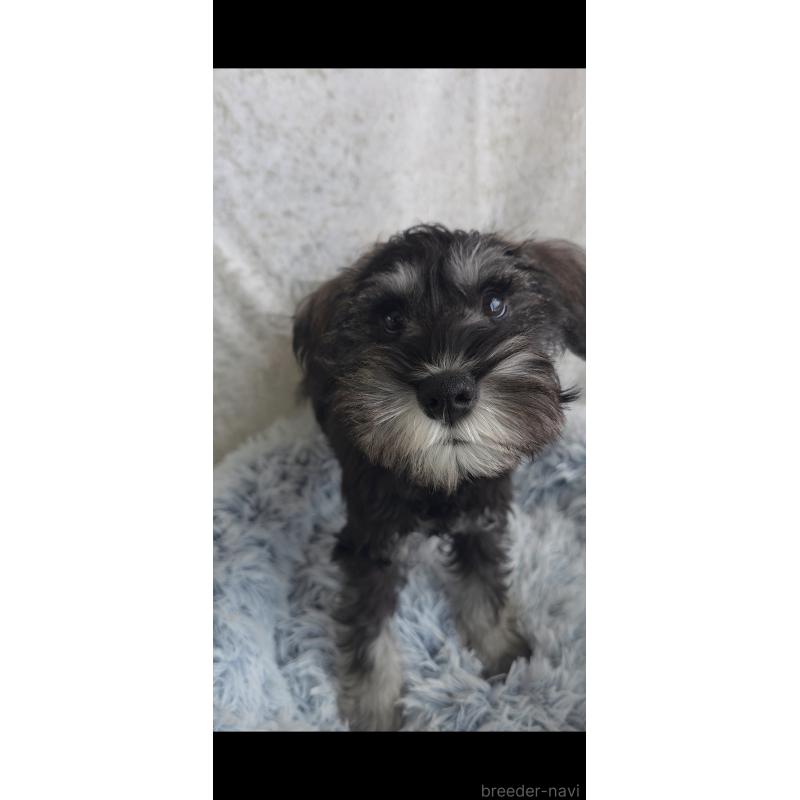 販売中の新潟県のミニチュアシュナウザー-439736の4枚目