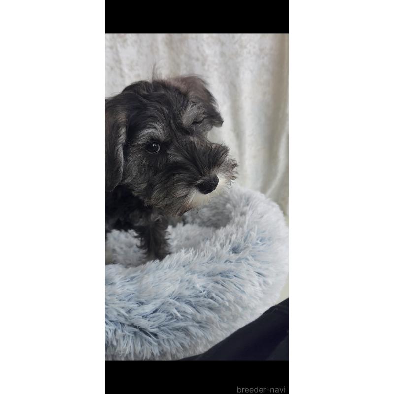 販売中の新潟県のミニチュアシュナウザー-439736の3枚目