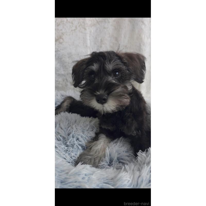 販売中の新潟県のミニチュアシュナウザー-439736の2枚目