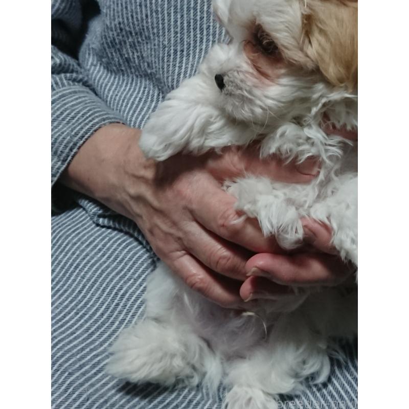 販売中の栃木県のマルシーズー:マルチーズ×シーズー-445699の4枚目