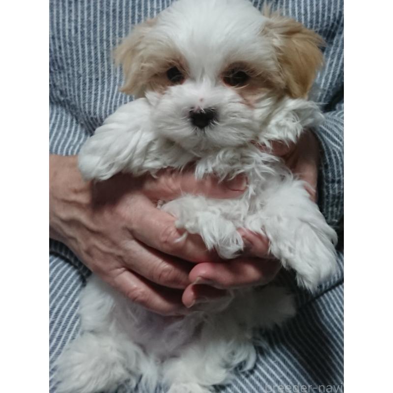 販売中の栃木県のマルシーズー:マルチーズ×シーズー-445699の1枚目