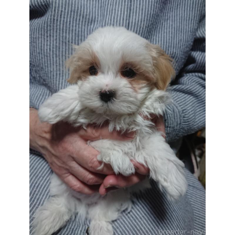 販売中の栃木県のマルシーズー:マルチーズ×シーズー-445699の3枚目