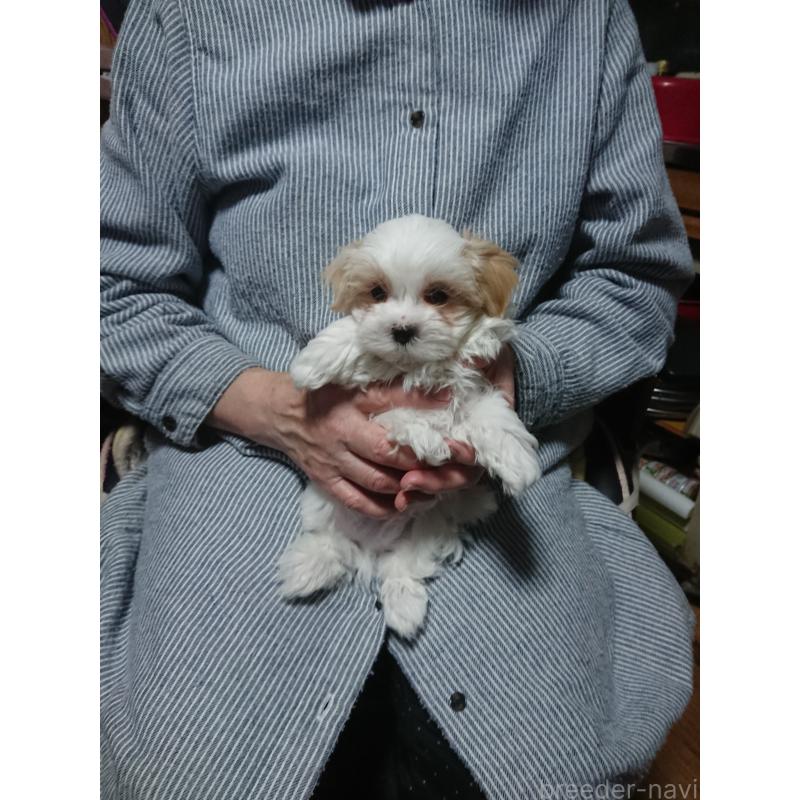 販売中の栃木県のマルシーズー:マルチーズ×シーズー-445699の2枚目