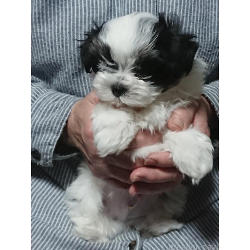 販売中の栃木県のマルシーズー:マルチーズ×シーズー-445701の2枚目