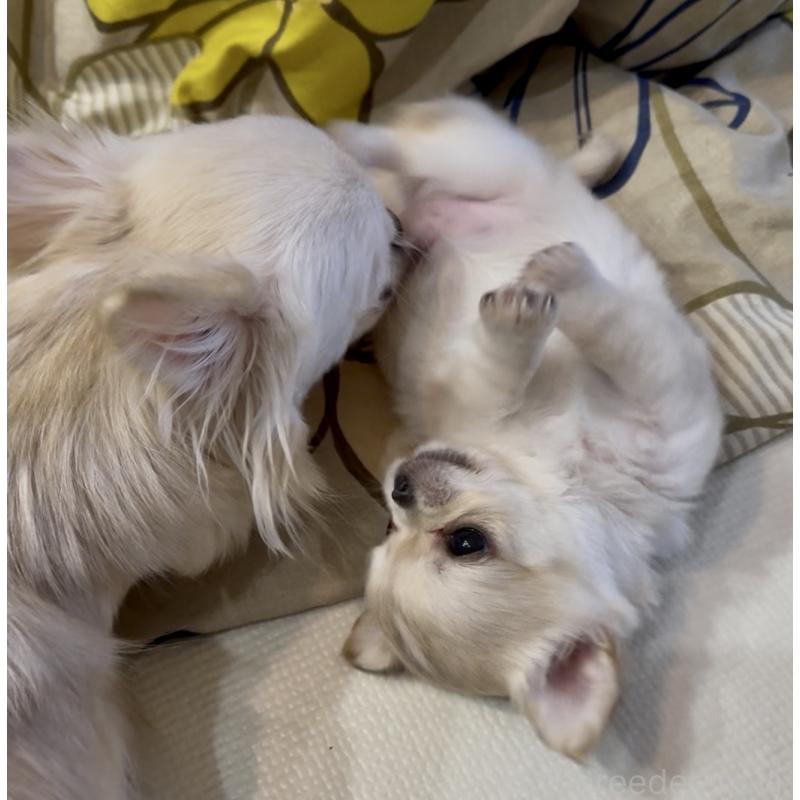 成約済の広島県のチワワ(ロングコート)-440285の9枚目