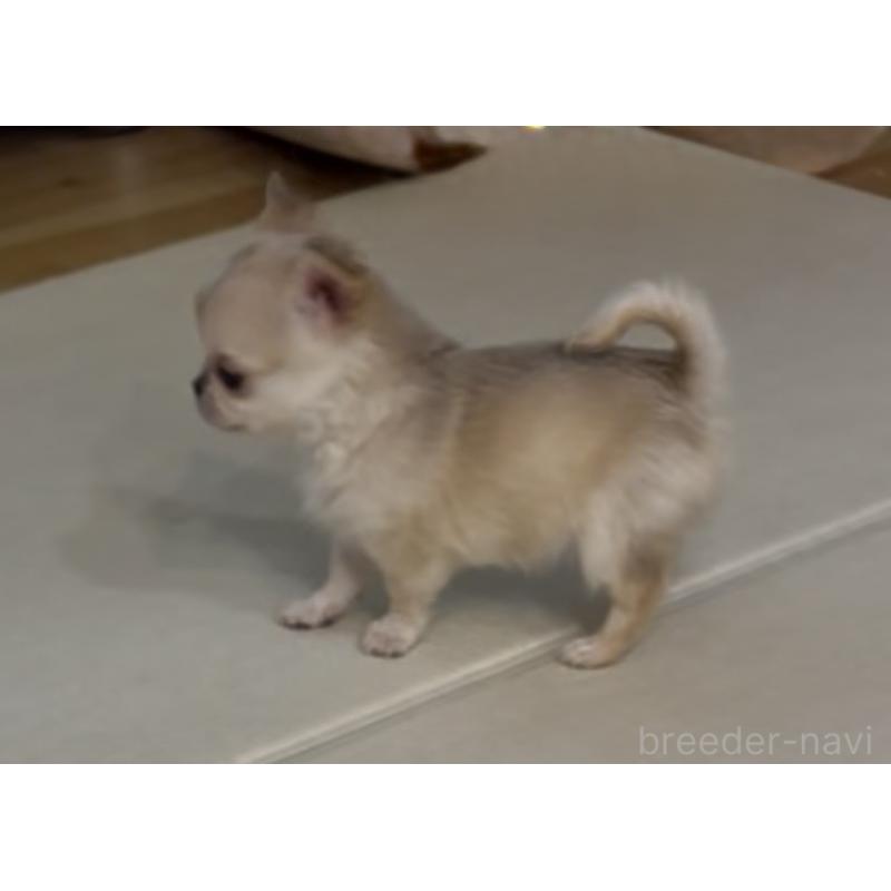 成約済の広島県のチワワ(ロングコート)-440285の10枚目