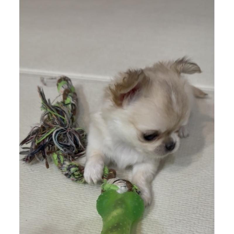 成約済の広島県のチワワ(ロングコート)-440285の8枚目