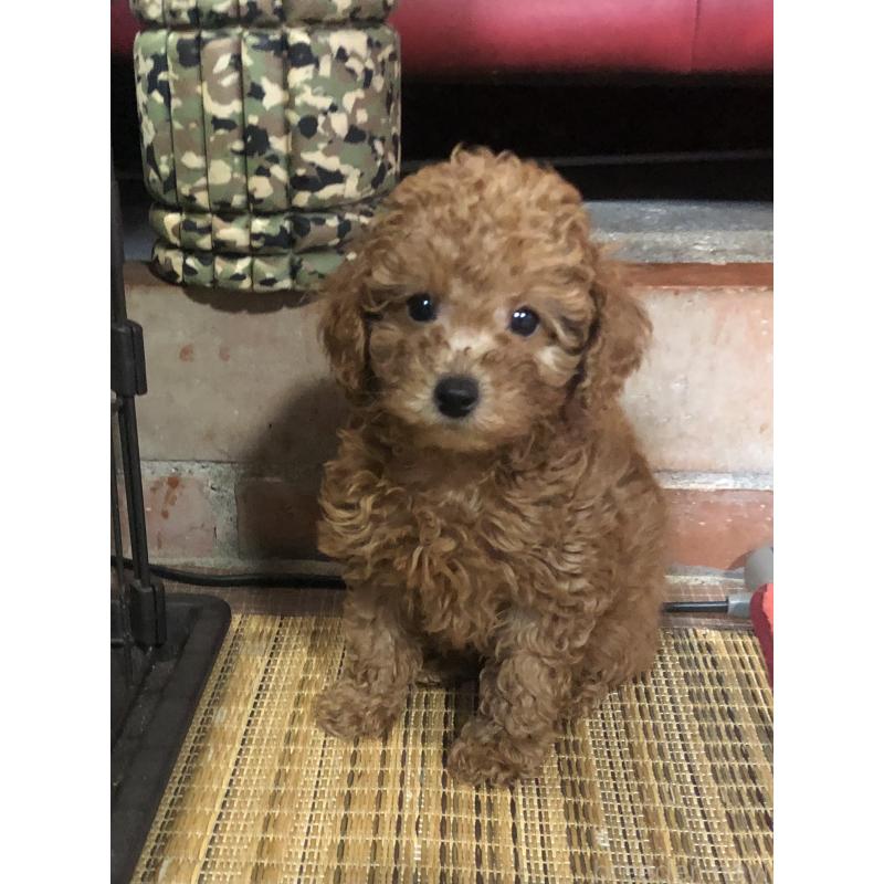 販売中の兵庫県のトイプードル-444619