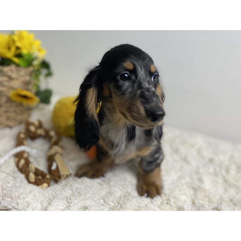 成約済の岐阜県のミニチュアダックスフンド(ロングヘアード)-429426の5枚目