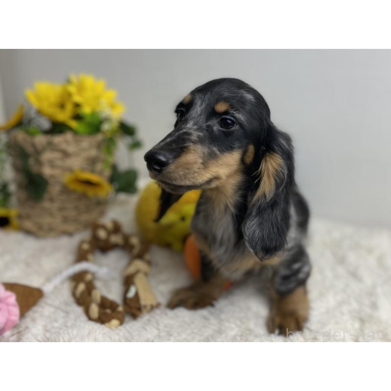 成約済の岐阜県のミニチュアダックスフンド(ロングヘアード)-429426の4枚目