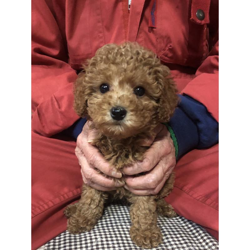 販売中の兵庫県のトイプードル-444620