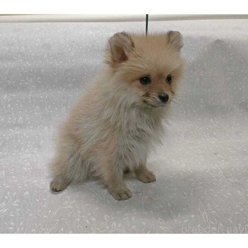 販売中の群馬県のポメラニアン-438816の4枚目