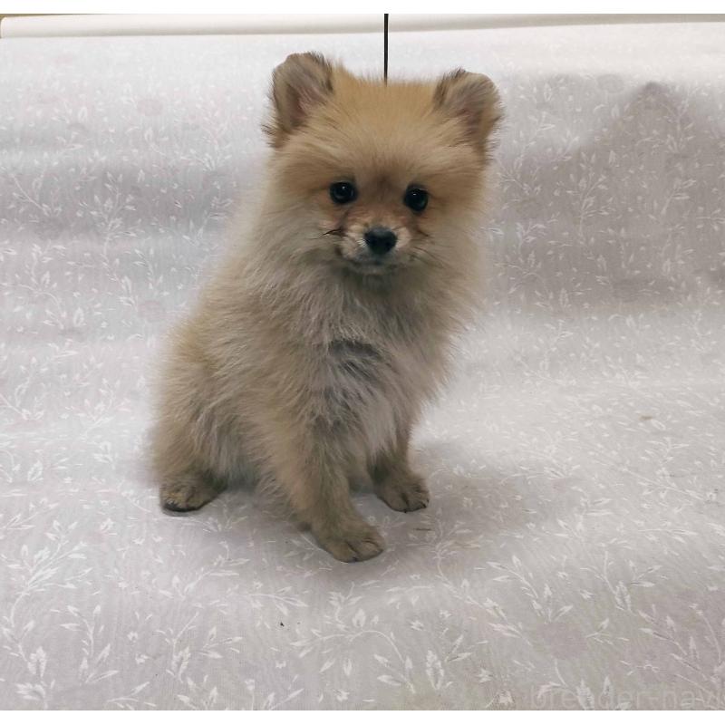販売中の群馬県のポメラニアン-438816の3枚目