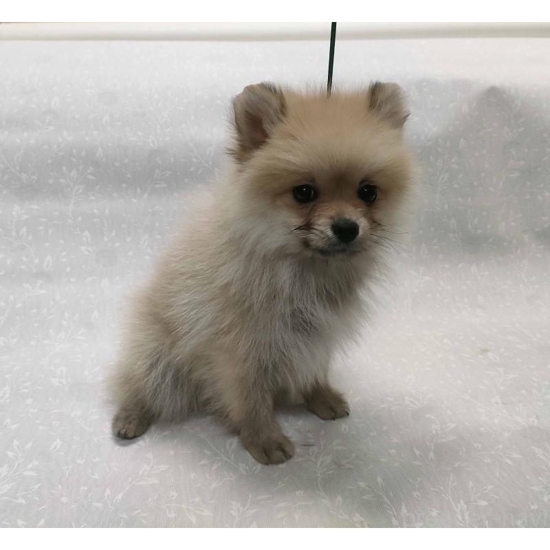 販売中の群馬県のポメラニアン-438816の2枚目