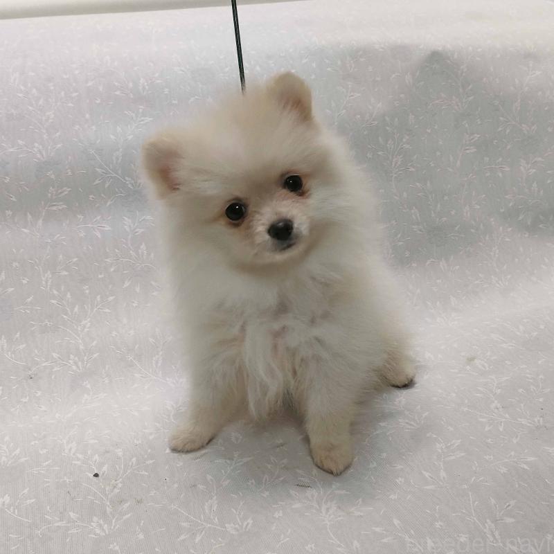 販売中の群馬県のポメラニアン-429544