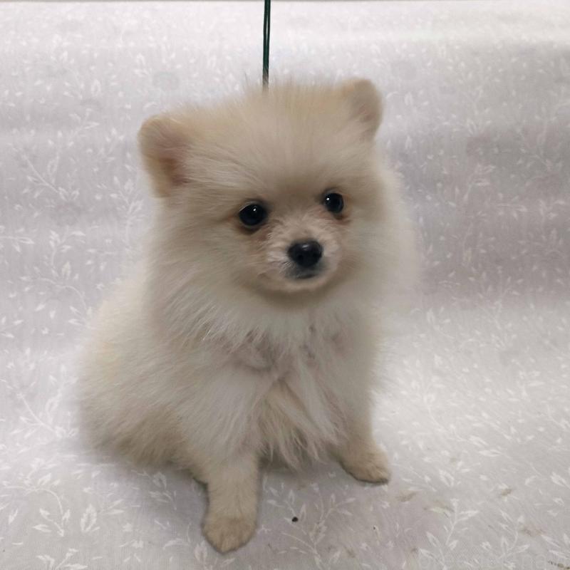 販売中の群馬県のポメラニアン-429544の6枚目