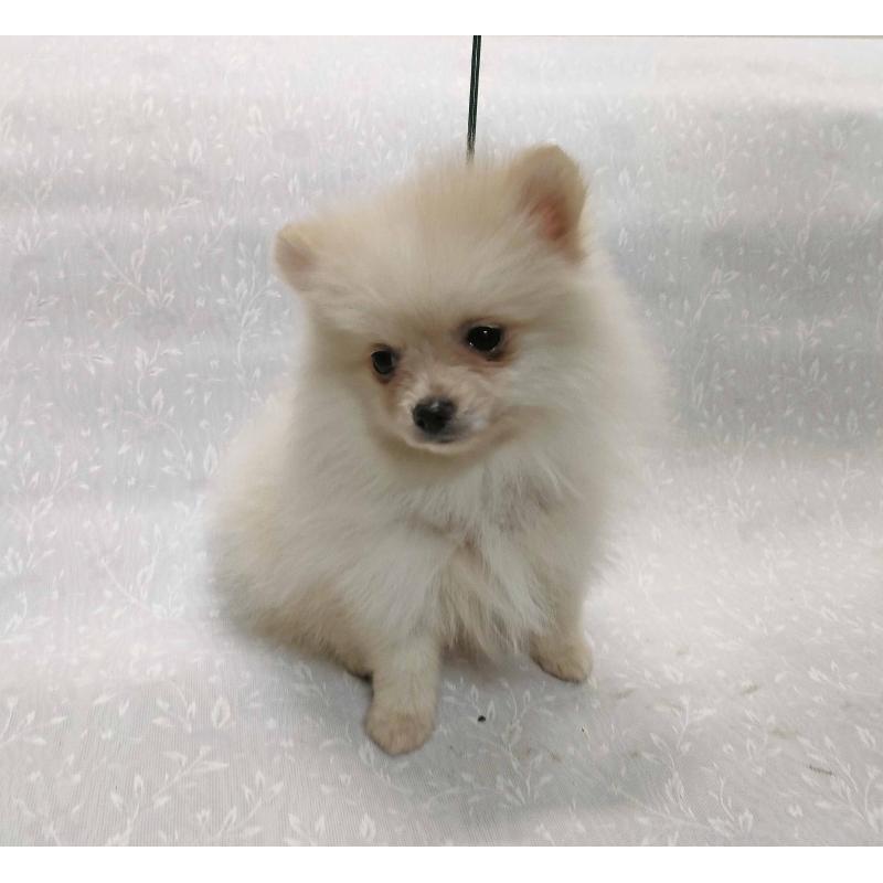 販売中の群馬県のポメラニアン-429544の2枚目