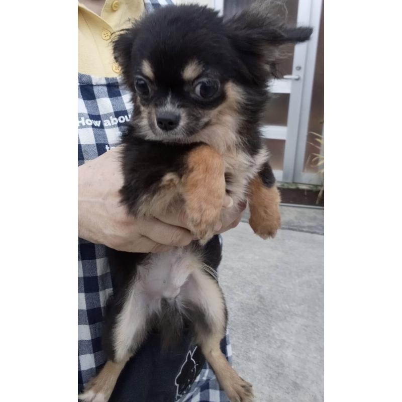 販売中の沖縄県のチワワ(ロングコート)-445705の4枚目