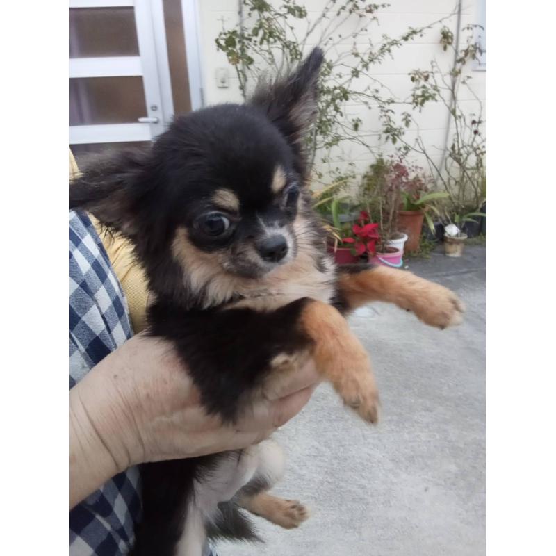 販売中の沖縄県のチワワ(ロングコート)-445705の3枚目