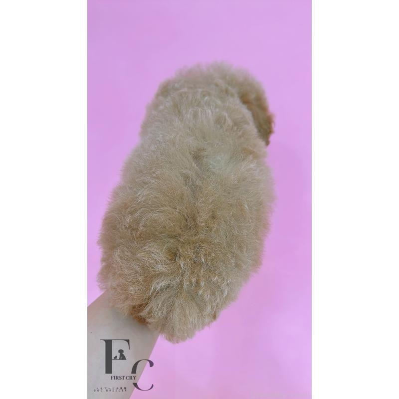 販売中の栃木県のタイニープードル-440053の4枚目