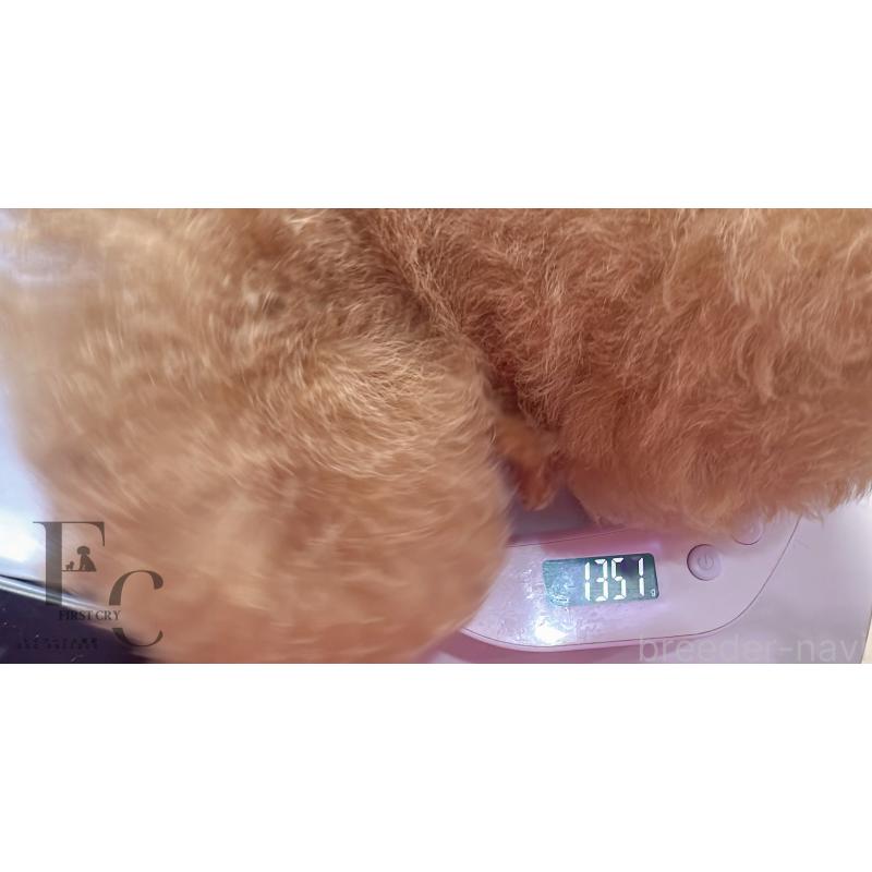 販売中の栃木県のタイニープードル-440053の3枚目