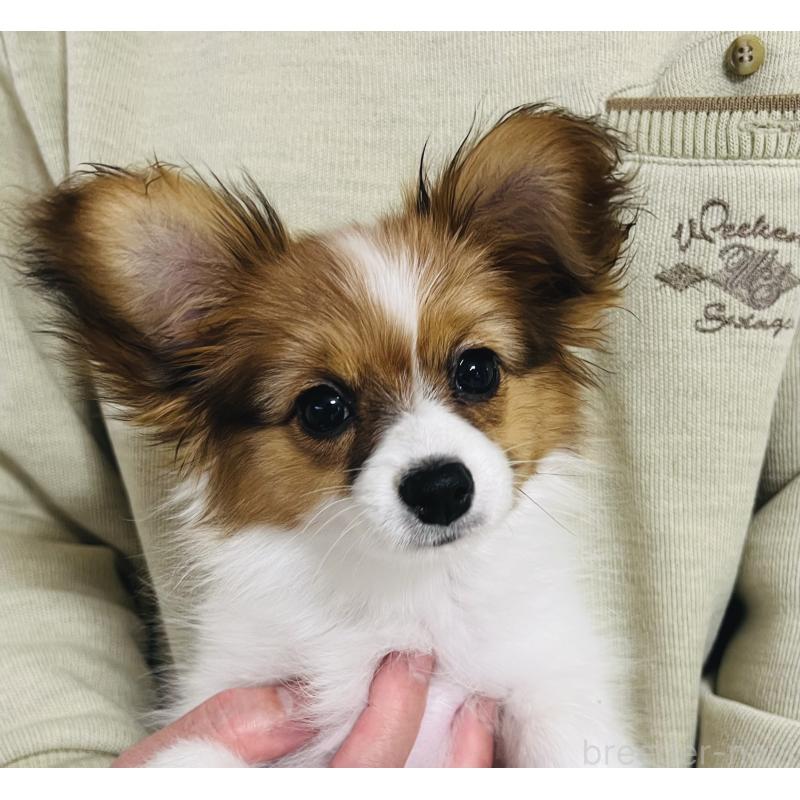 成約済の埼玉県のパピヨン-429638の4枚目