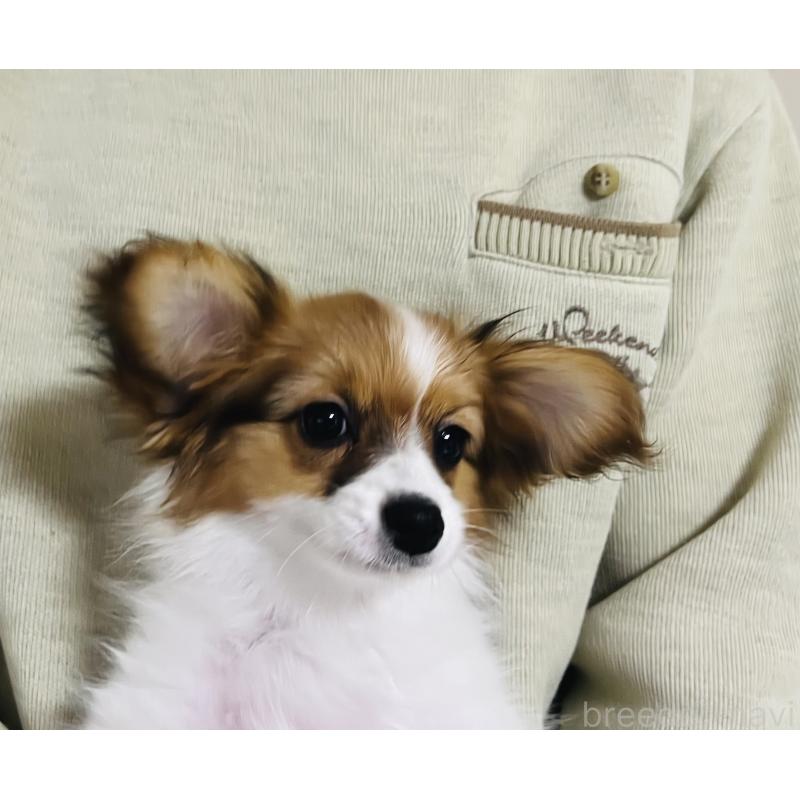 成約済の埼玉県のパピヨン-429638の3枚目