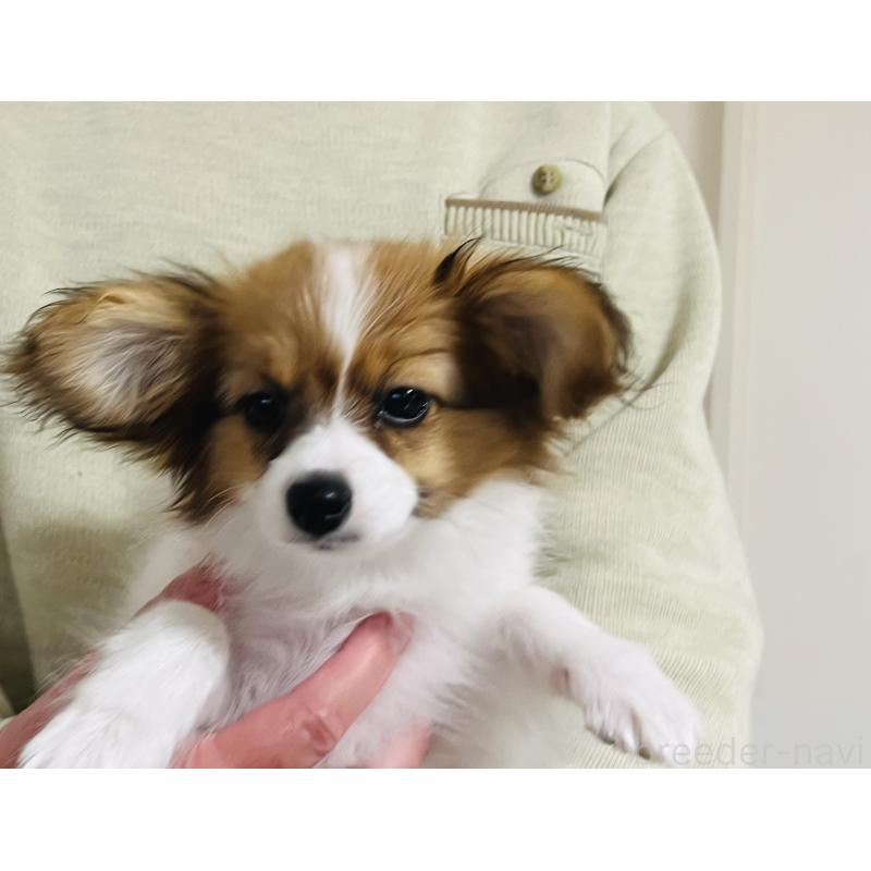 成約済の埼玉県のパピヨン-429638の2枚目