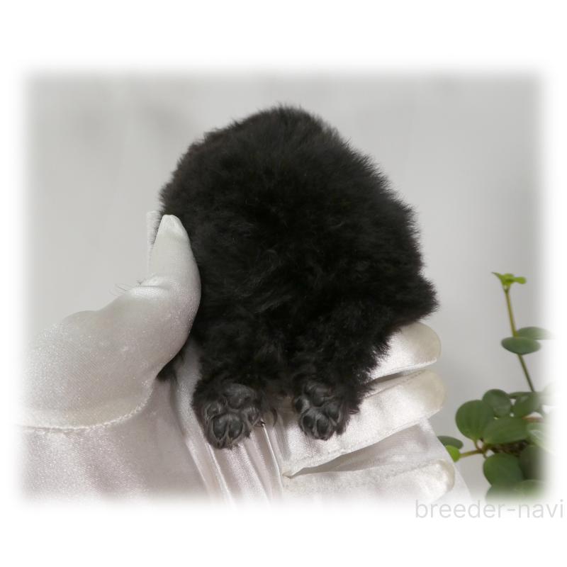 販売中の埼玉県のティーカッププードル-445479の13枚目