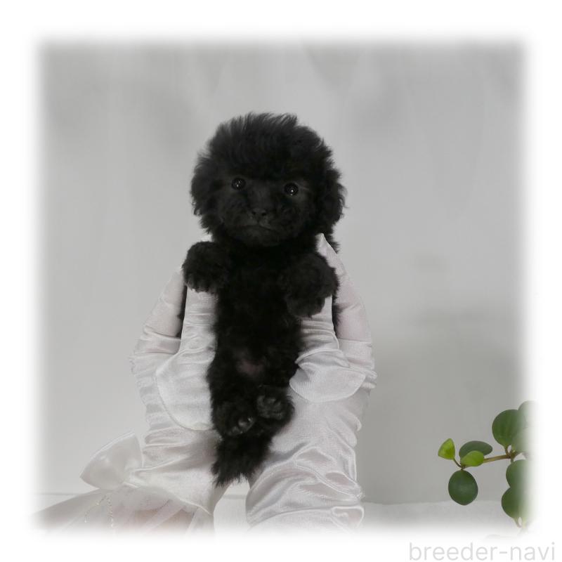 販売中の埼玉県のティーカッププードル-445479の12枚目