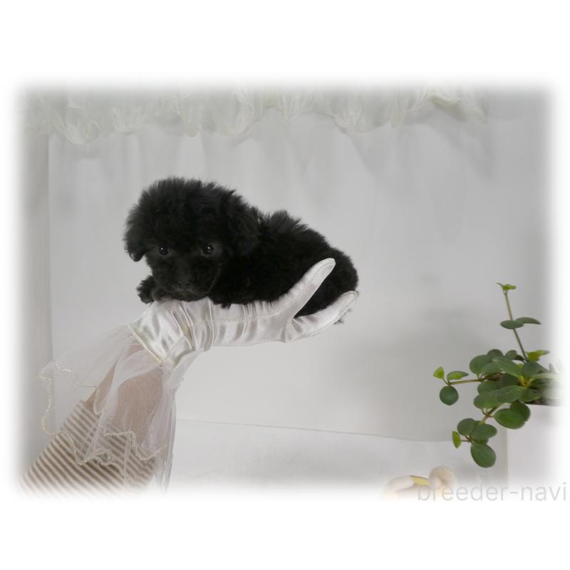 販売中の埼玉県のティーカッププードル-445479の11枚目