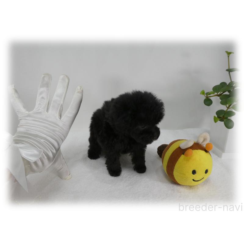 販売中の埼玉県のティーカッププードル-445479の9枚目