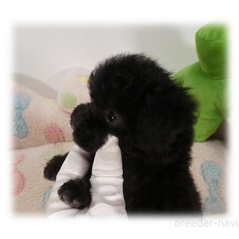 販売中の埼玉県のティーカッププードル-445479の1枚目