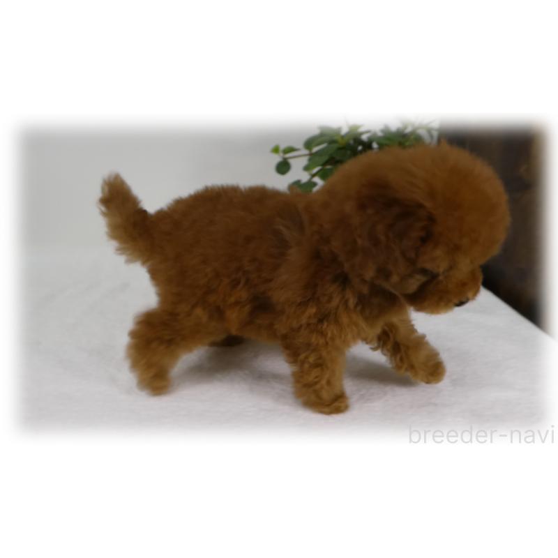 販売中の埼玉県のティーカッププードル-445481の9枚目