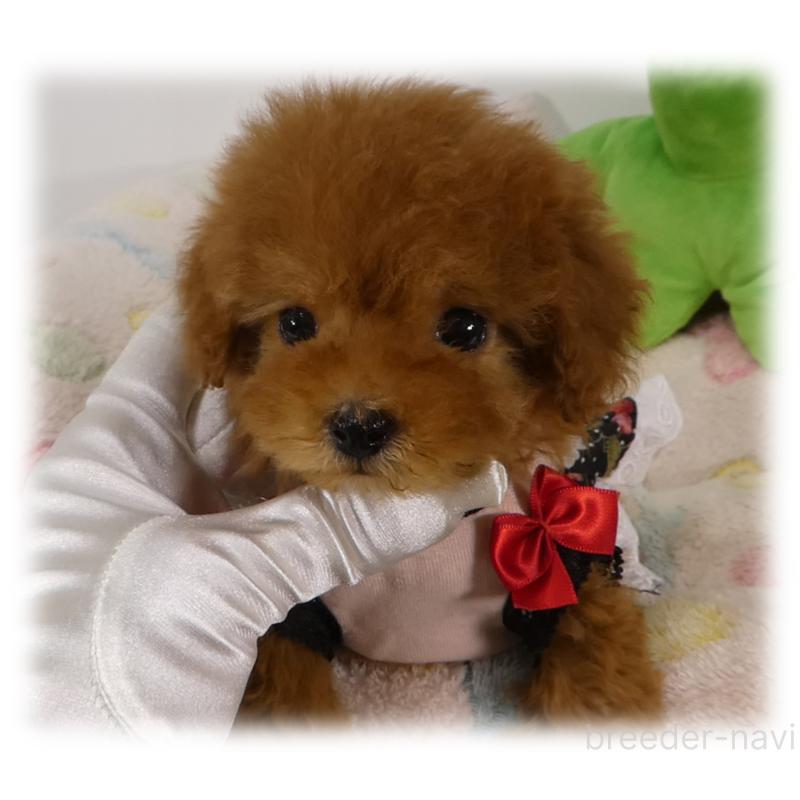 販売中の埼玉県のティーカッププードル-445481の5枚目