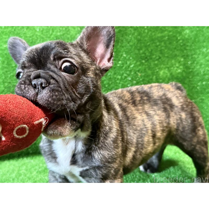 販売中の愛媛県のフレンチブルドッグ-438515の4枚目