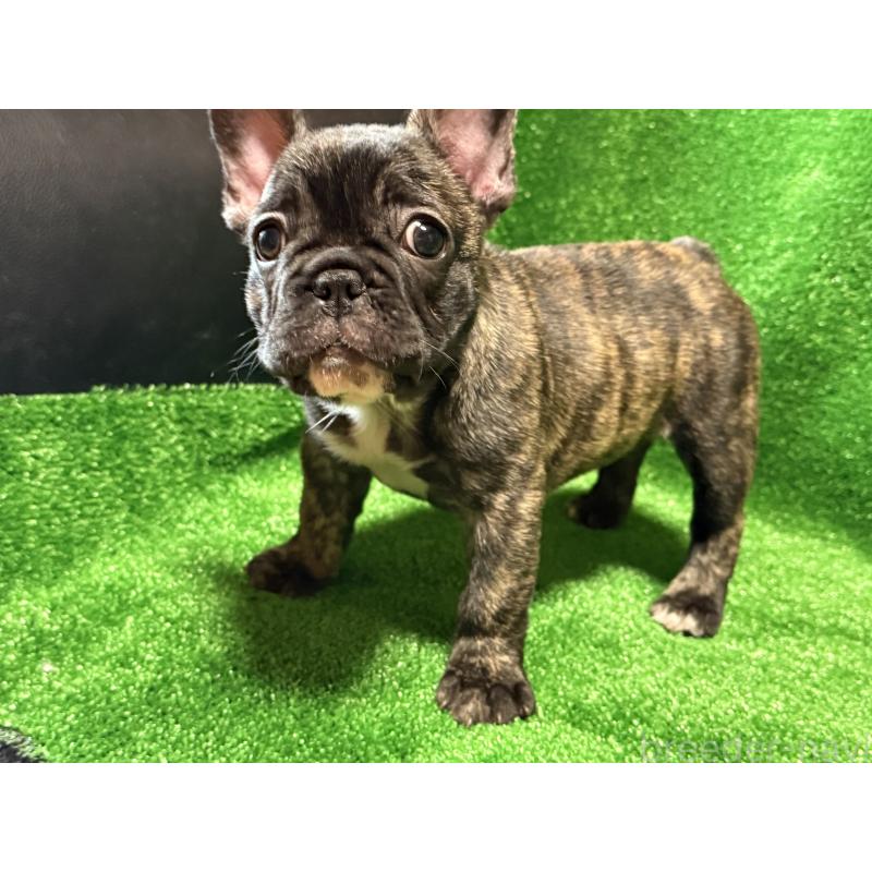 販売中の愛媛県のフレンチブルドッグ-438515の3枚目