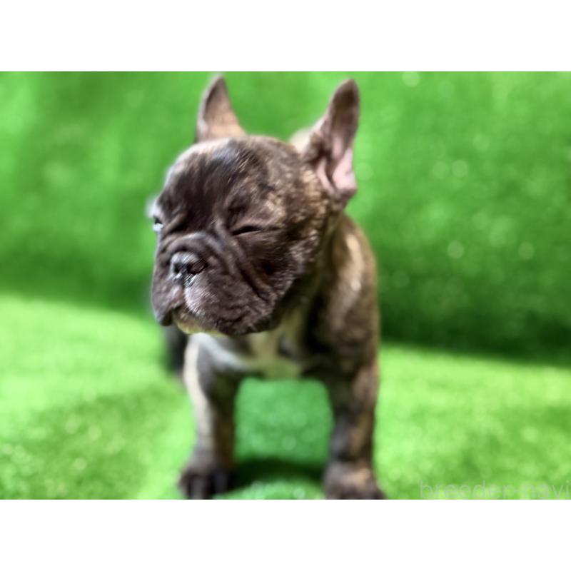 販売中の愛媛県のフレンチブルドッグ-438515の2枚目
