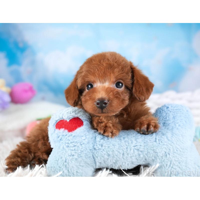 販売中の埼玉県のタイニープードル-446477の12枚目